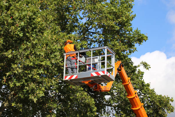 Best Palm Tree Trimming  in Rio Grande, NJ